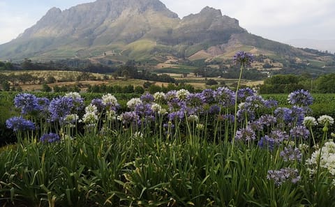 Private Wine Tasting Tour in Cape Winelands from Cape Town