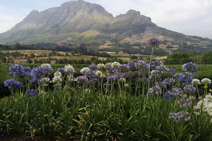 Cape Winelands - view from Delair Graff Estate Stellenbosch