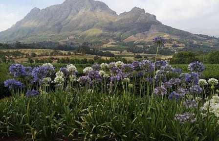 Private Wine Tasting Tour in Cape Winelands from Cape Town