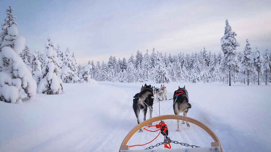 Husky Safari in Lapland