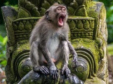 Monkey forest
