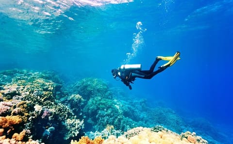 Beach Diving Experience in Sharm El Sheikh with Transfer