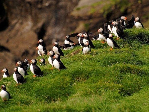 Eyjascooter Puffin Tour in Iceland, photo 3