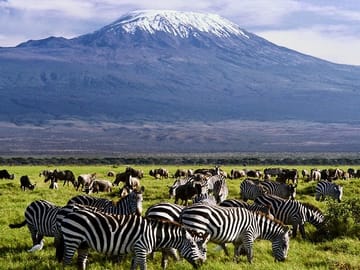 12Days Best of Kenya and Tanzania Wildlife Safari