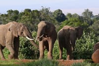 Colossal Wonder: A massive elephants captivates onlookers with its sheer size