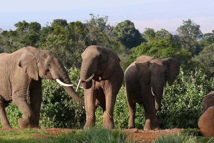Colossal Wonder: A massive elephants captivates onlookers with its sheer size