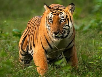 Delhi to Corbett Tiger Reserve 3-Day Wildlife Tour