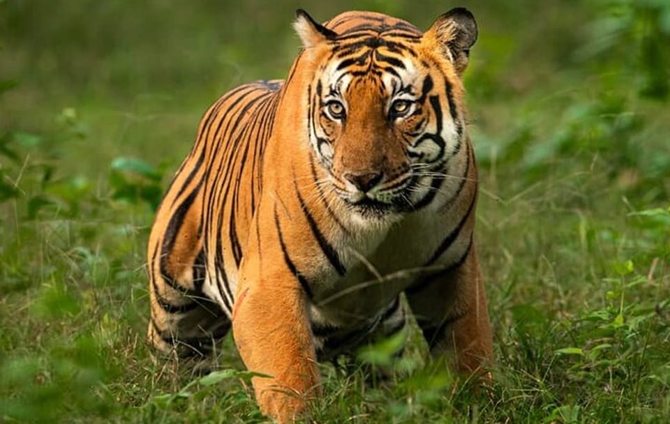 Delhi to Corbett Tiger Reserve 3-Day Wildlife Tour