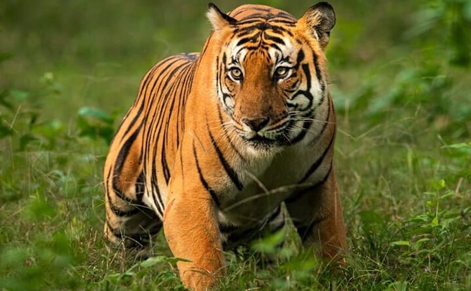 Delhi to Corbett Tiger Reserve 3-Day Wildlife Tour