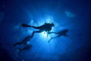 Diving Adventure Tour in Máncora's Marine Life