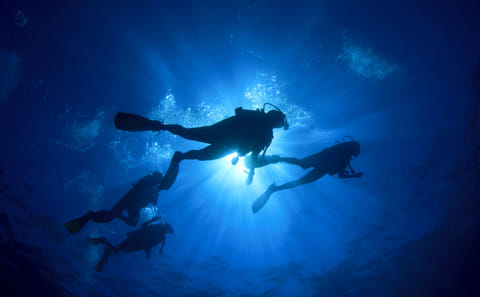 Diving Adventure Tour in Máncora's Marine Life
