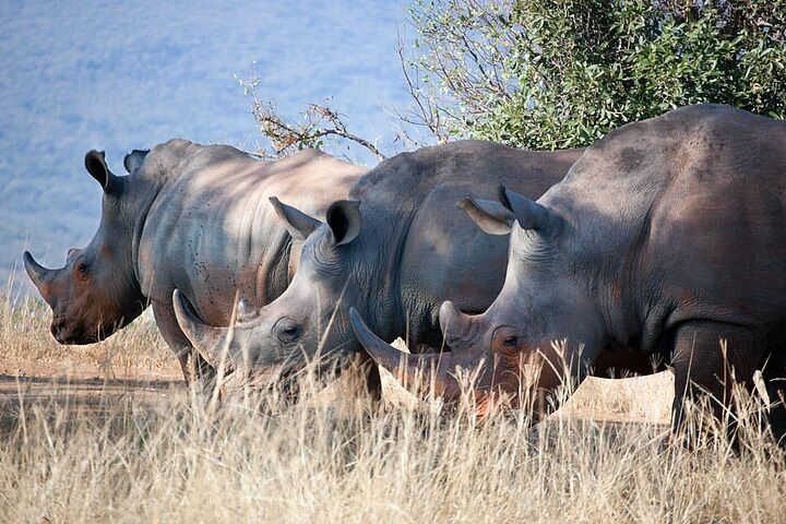 Lake Nakuru & Naivasha Wildlife Adventure: Flamingos, Rhinos & Hippos