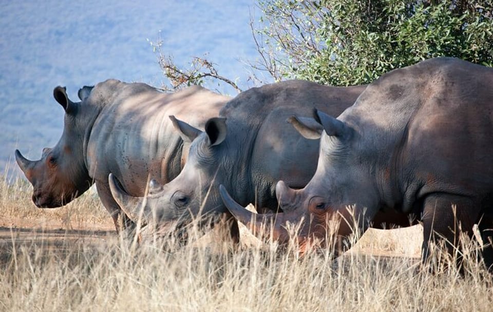 Day Tour of Lake Nakuru and Naivasha National Park from Nairobi