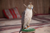wildlife desert safari