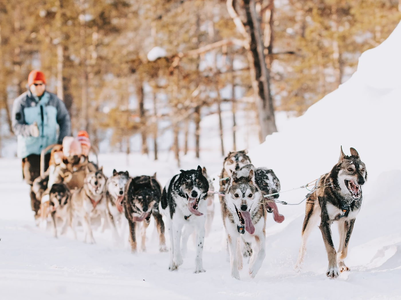 Husky Safari 10 km, photo 1