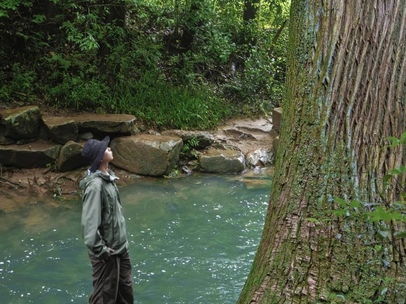 Hangzhou: Daye Valley Waterfalls Private Day Trip