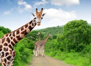 Kruger Park Highlights 1
