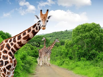 Four-Day Safari Tour of Kruger National Park from Johannesburg