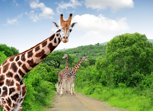 Kruger Park Highlights