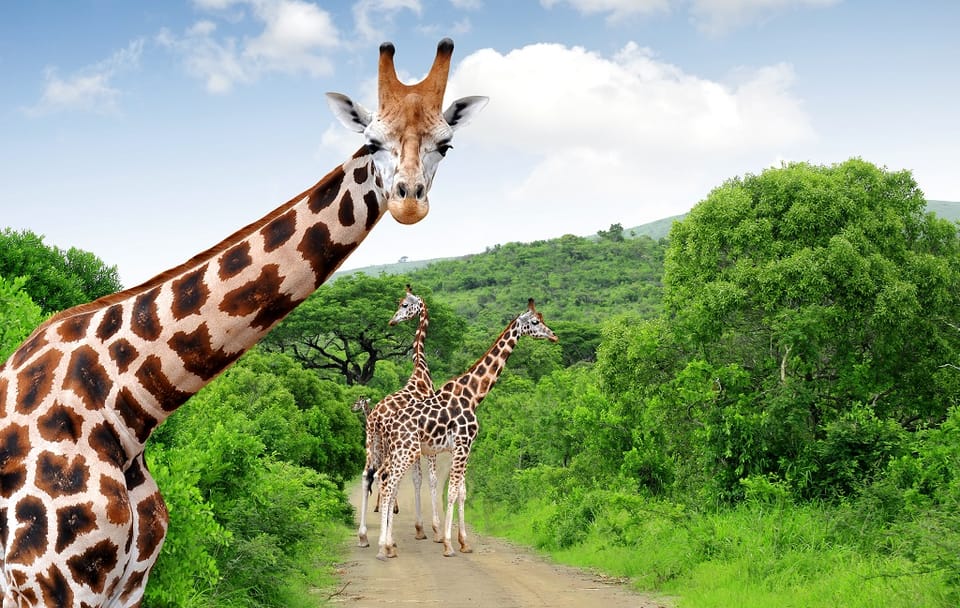 Four-Day Safari Tour of Kruger National Park from Johannesburg