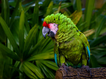 Three-Day Pacaya Samiria Safari from Iquitos, Peru