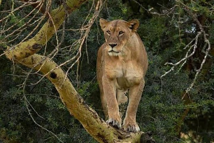 Lake Nakuru National Park Rykamu tours and Holidays