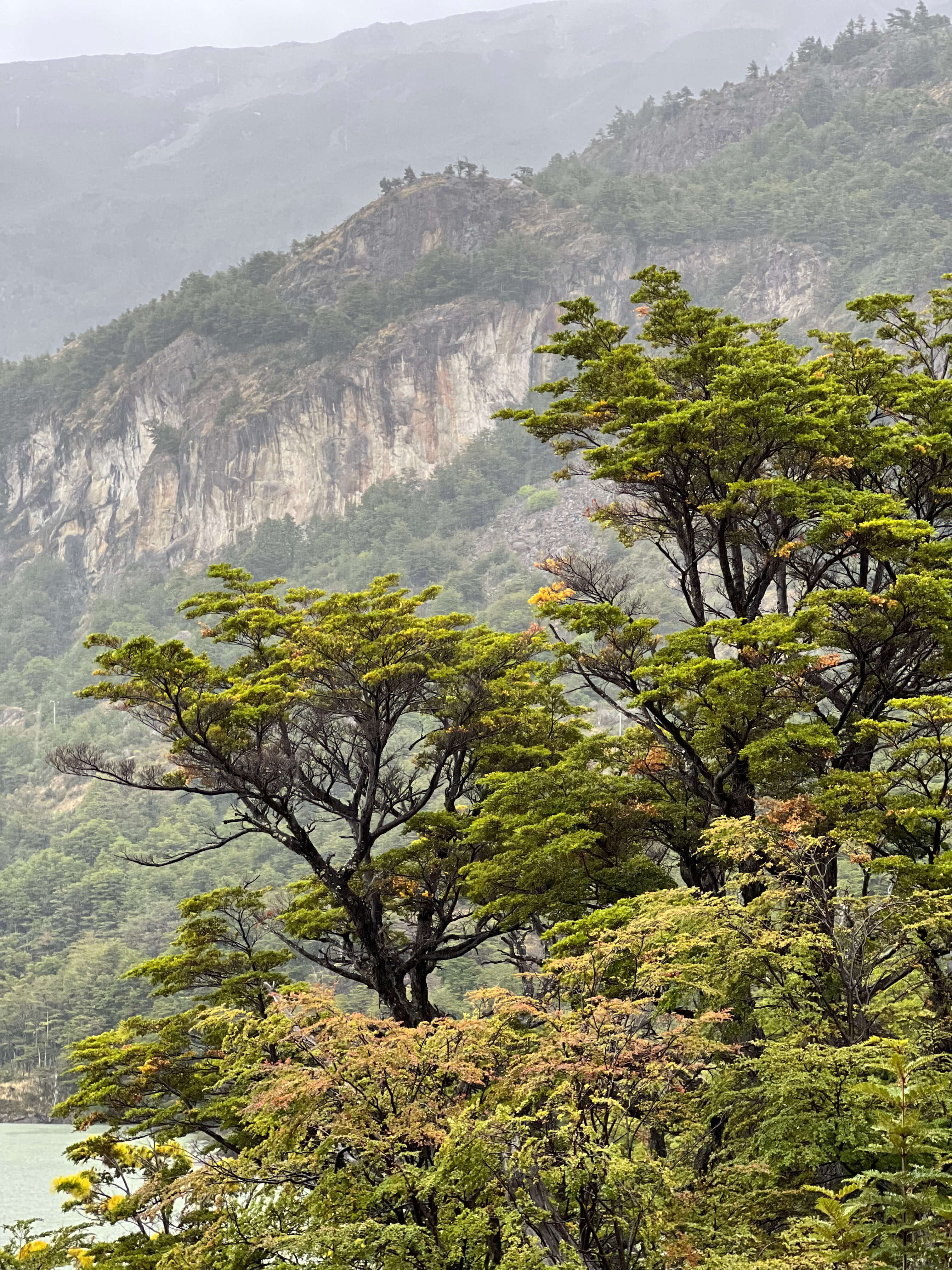 Bosque de Ñires junto al lago O'Higgins que nos llevan a tiempos remotos