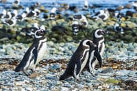Half Day sailing to Magdlena Island Penguin Colony from Punta Arenas Season from October to March  1