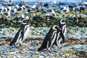 Half-Day Tour to Magdalena Island Penguin Colony from Punta Arenas