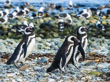 Half-Day Tour to Magdalena Island Penguin Colony from Punta Arenas