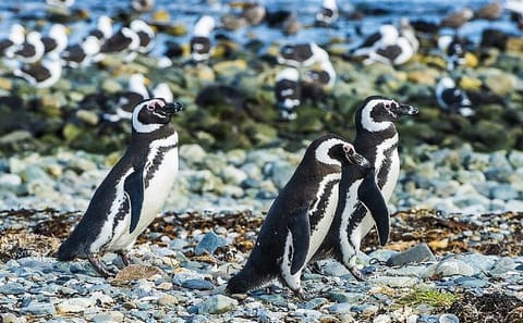 Half-Day Tour to Magdalena Island Penguin Colony from Punta Arenas