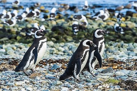 Sailing Adventure to Magdalena Island Penguin Colony from Punta Arenas