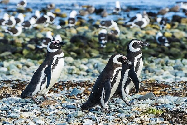Half Day sailing to Magdlena Island Penguin Colony from Punta Arenas Season from October to March 