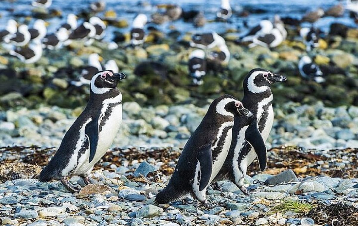 Half Day sailing to Magdlena Island Penguin Colony from Punta Arenas Season from October to March