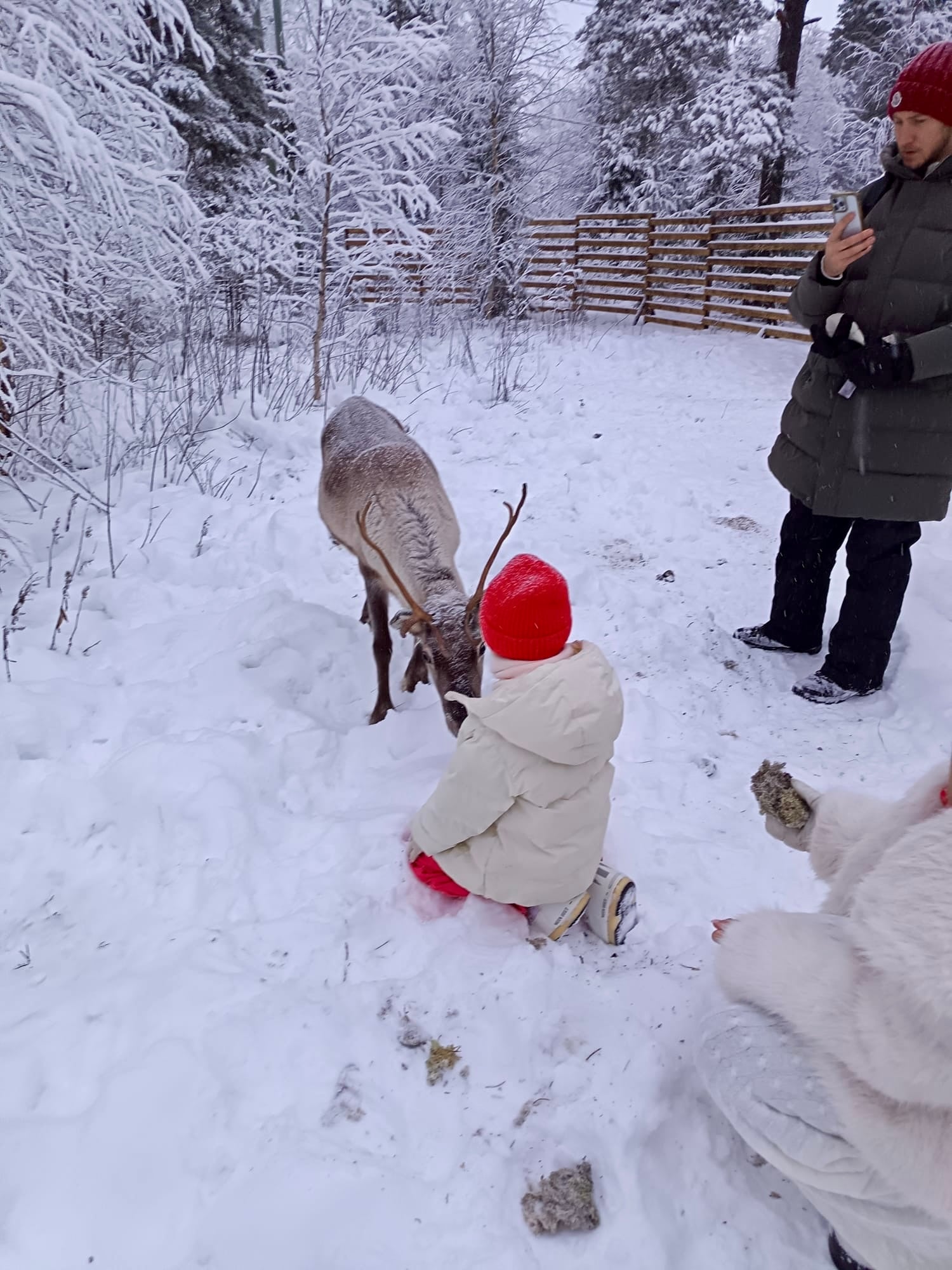 A child meeting and feeding a reindeer with an adult at Arctic Village near Levi