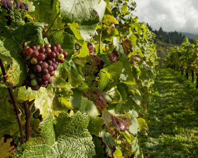 Wine Discovery Tour: Exploring the Teramane Hills with Bossanova Winery - Photo 4