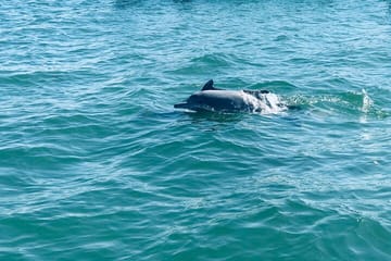 Dolphin and Whale Watching in Negombo