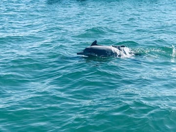 Dolphin and Whale Watching Tour in Negombo, Sri Lanka