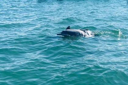 Dolphin and Whale Watching in Negombo