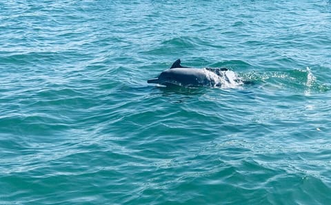 Dolphin and Whale Watching Tour in Negombo, Sri Lanka