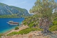 Camellia island Tours