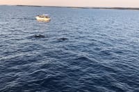Sunset and Dolphin Excursion Pula - Ship Ulika 7