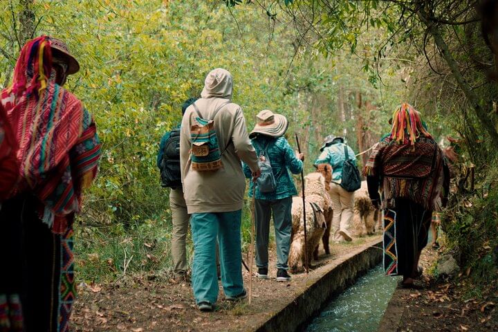 walking with alpacas for kids