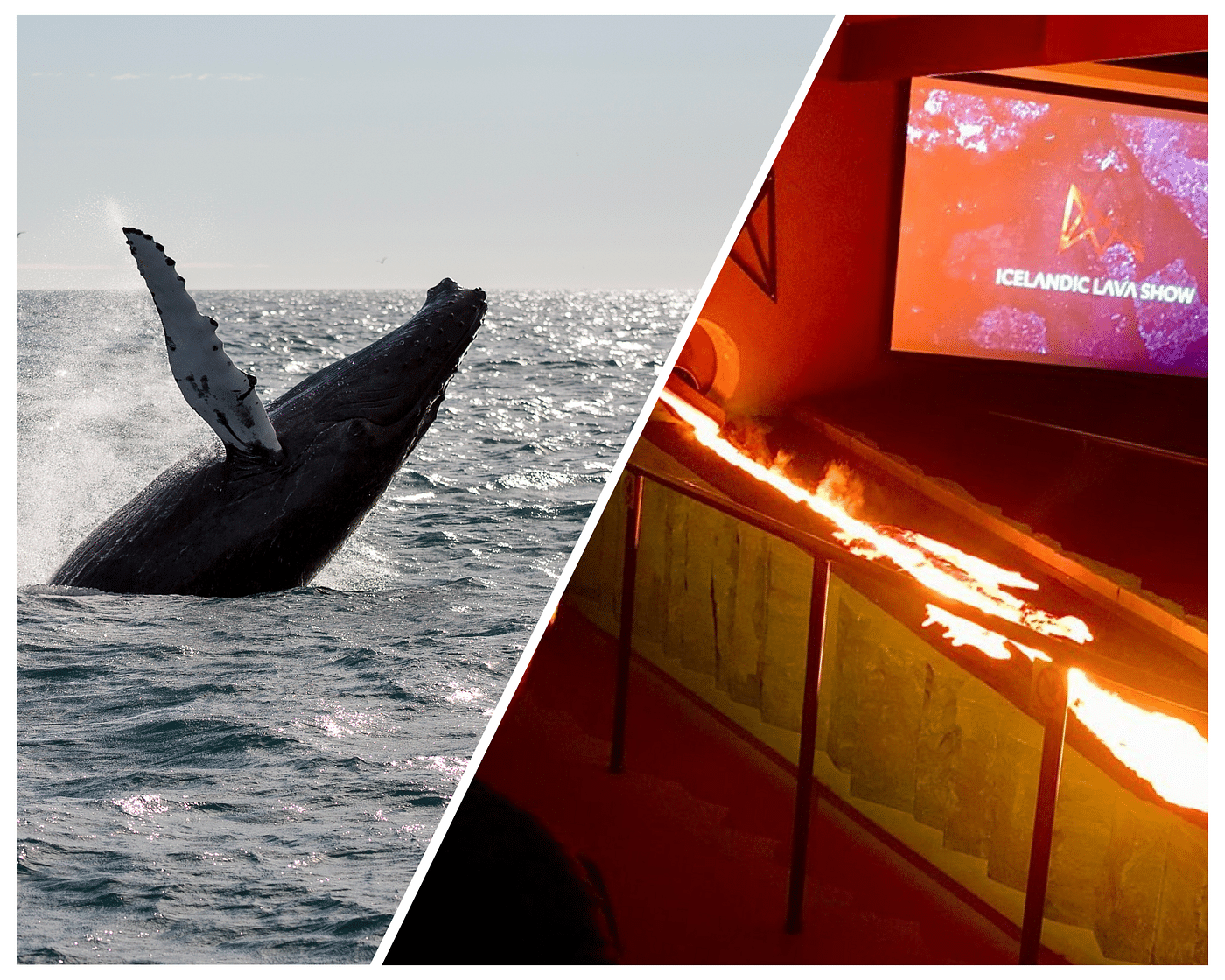 Whale Watching & Unique Lava Show Experience in Reykjavik, Iceland