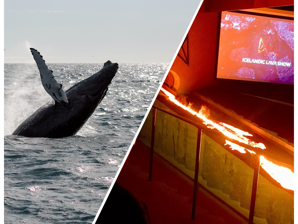 Whale Watching & Lava Show Reykjavik: Nature's Breathtaking Spectacle — Reykjavik Sailors