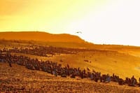 Peninsula Valdés Provincial Reserve