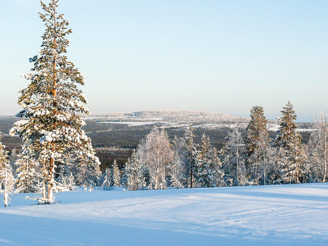 Snowmobile Safari in the Forest - Kemi photo 4