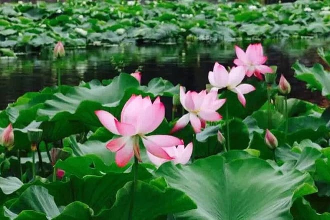 Private Day Tour in Kunming: Flower and Birds Market, Dianchi, Green Lake etc. 2