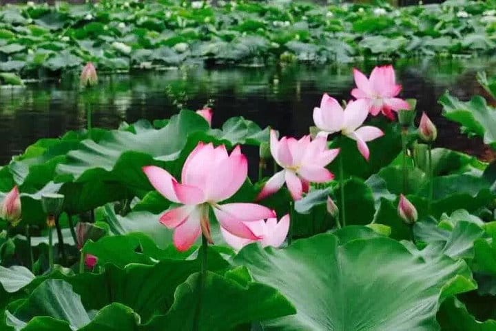 Private Day Tour in Kunming: Flower and Birds Market, Dianchi, Green Lake etc. 2