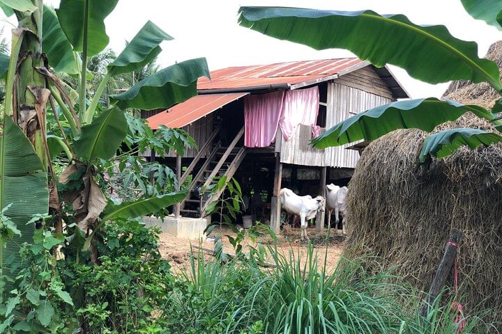 half day morning tour by Tuk-Tuk